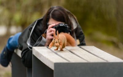 Eichhörnchen fotografieren leicht gemacht
