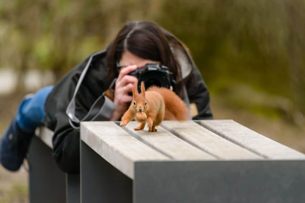Kerstin fotografiert ein Eichhörnchen
