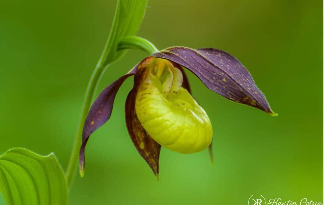 Audienz bei der Königin der Orchideen und ihrem Gefolge
