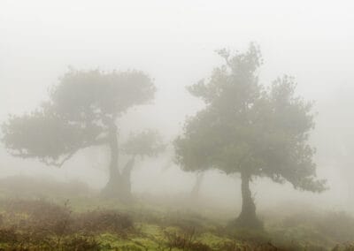 Feenwald Fanal im Nebel