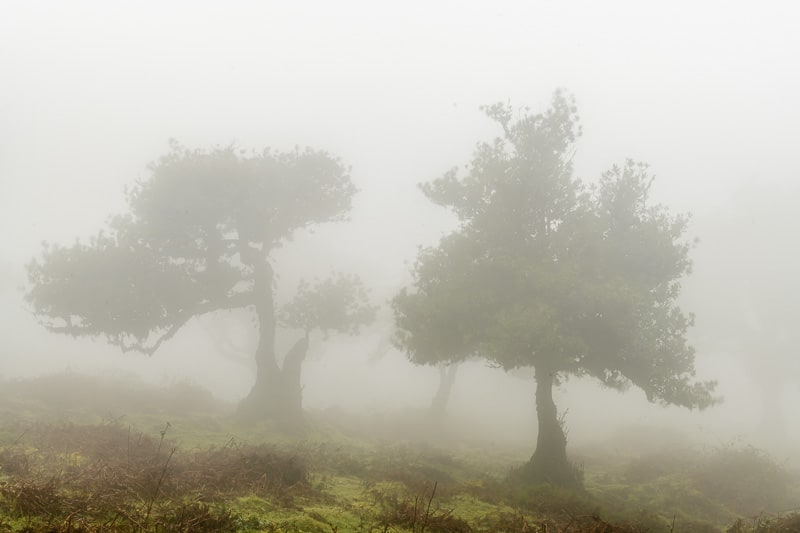 Feenwald Fanal im Nebel