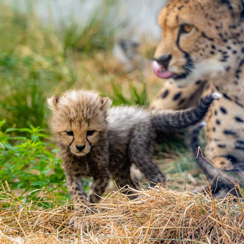 Gepard mit seiner Mama