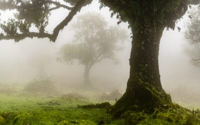 8 Tipps für tolle Fotos von Madeiras mystischem Feenwald