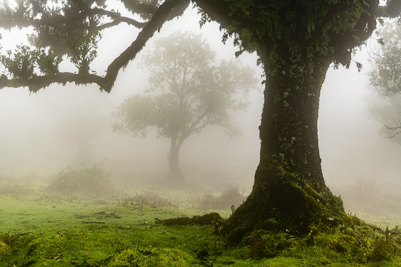 8 Tipps für tolle Fotos von Madeiras mystischem Feenwald